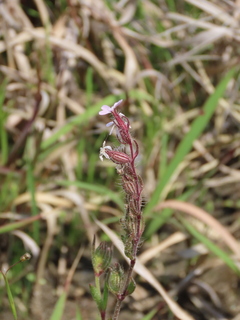 Silene gallica