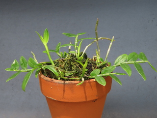 Dendrobium loddigesii