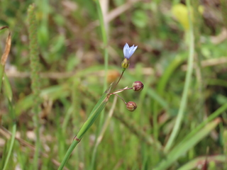 Sisyrinchium micranthum