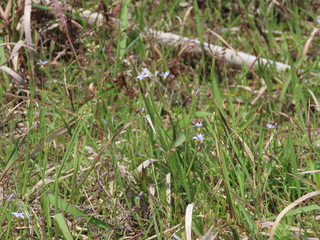 Sisyrinchium micranthum