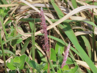 Imperata cylindrica