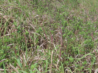 Imperata cylindrica