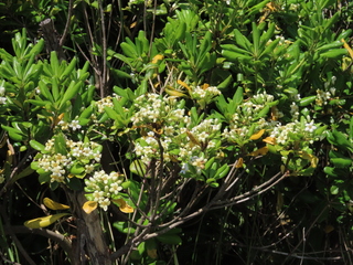 Pittosporum tobira