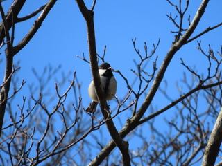 Parus minor