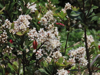 Rhaphiolepis umbellata