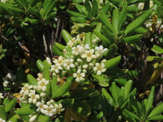 Pittosporum tobira