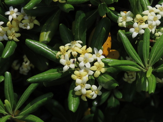Pittosporum tobira