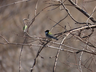 Parus minor