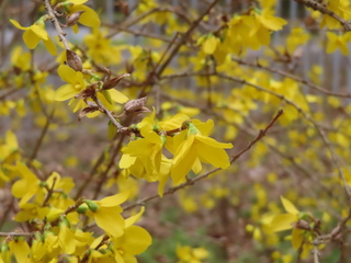 Forsythia viridissima var. koreana