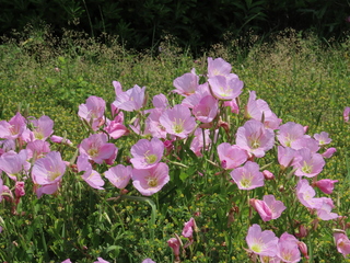 Oenothera speciosa