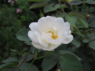 Rosa 'Alba Semi-plena'