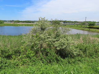 IMG_4825.JPG