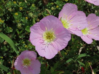 Oenothera speciosa
