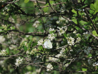 Pieris rapae