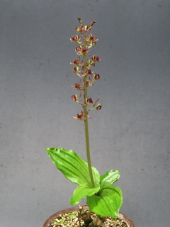 Liparis formosana var. hachijoensis