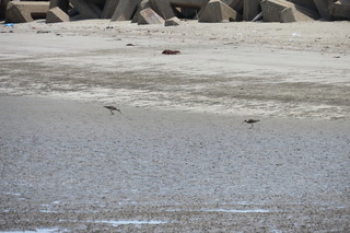 Numenius phaeopus