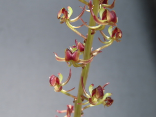 Liparis formosana var. hachijoensis