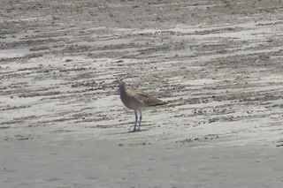 Numenius phaeopus