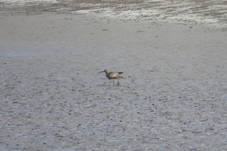 Numenius phaeopus
