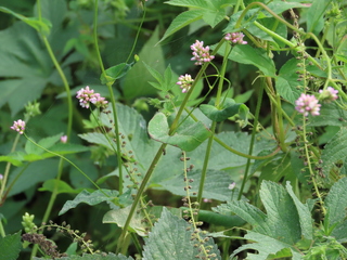 Persicaria maackiana