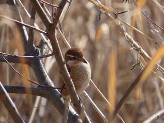 Lanius bucephalus