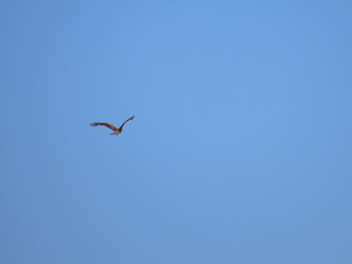 Milvus migrans