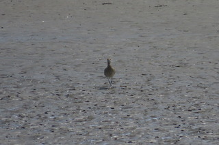 Numenius phaeopus