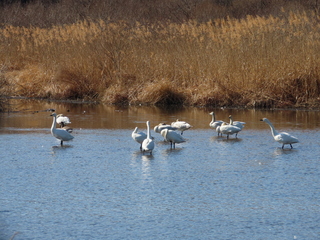 Cygnus columbianus