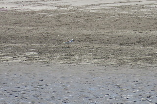 Charadrius alexandrinus