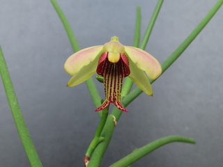 xHolcosia taiwaniana