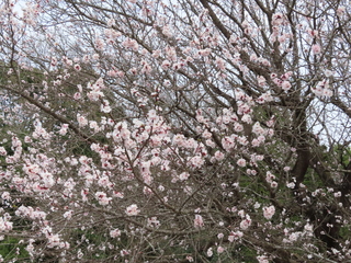 Prunus armeniaca cv.