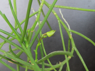 xHolcosia taiwaniana