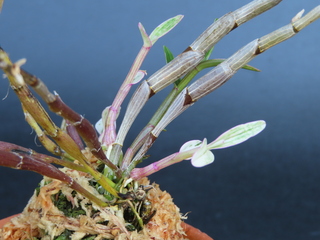 Dendrobium cv.