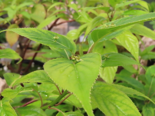 Helwingia japonica subsp liukiuensis