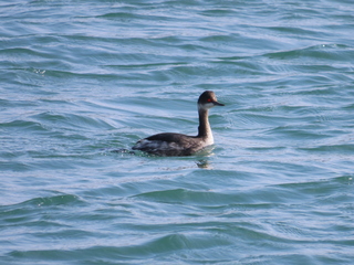 Podiceps nigricollis