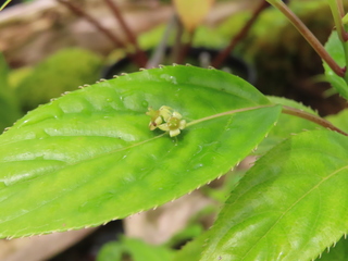 Helwingia japonica subsp liukiuensis