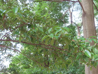Eurya japonica subsp. japonica