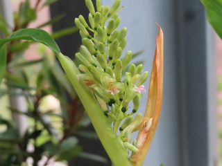 Alpinia flabellata