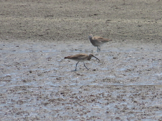 Numenius phaeopus