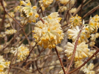 Edgeworthia chrysantha