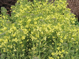 Brassica oleracea var. italica cv.