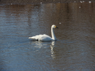 Cygnus columbianus