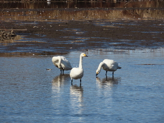 Cygnus columbianus