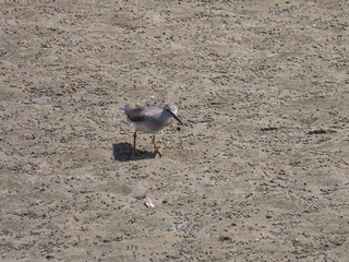 Tringa brevipes