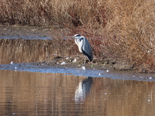 Ardea cinerea