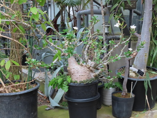 Pachypodium lealii subsp. saundersii