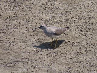 Tringa brevipes