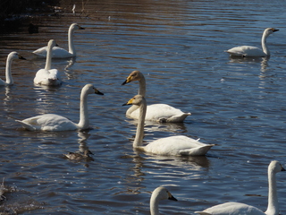 Cygnus cygnus