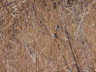 Passer montanus