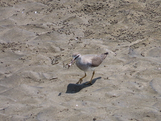 Tringa brevipes
